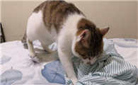 猫咪一边呼噜一边踩奶