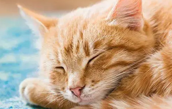 所有橘猫共用一个脑细胞？网友吐槽蠢萌大橘，一个个都太可爱了！