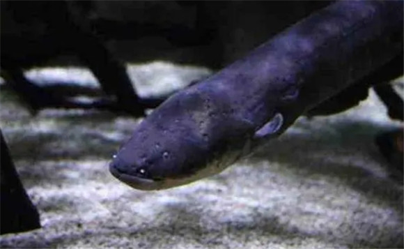 海里面有电鳗吗