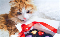 猫能吃巧克力不?
