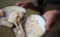 海螺里的寄居蟹能吃吗