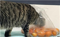 猫能吃橘子吗