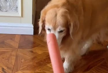 狗狗可以吃火腿肠吗