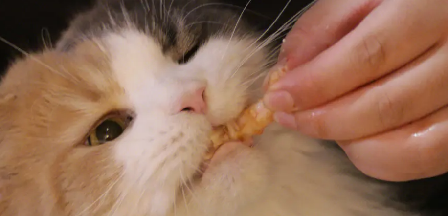 猫咪能吃虾吗