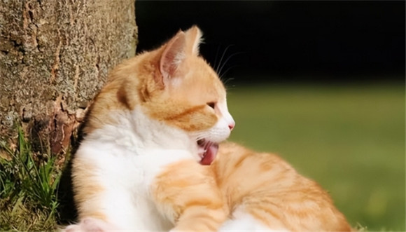 猫咪突然到处舔是怎么了 猫咪突然到处舔是怎么了