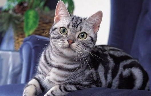 猫咪能用人的沐浴露洗发水洗澡吗