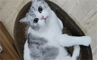 猫咪尿闭吃三金片好了