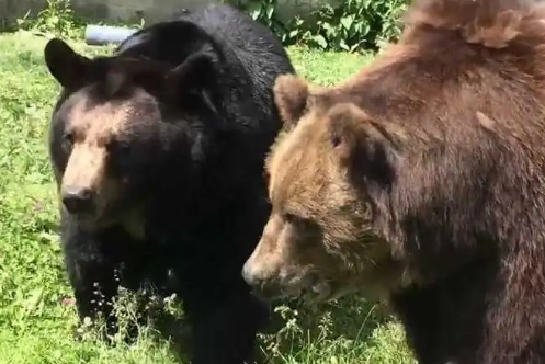 棕熊和黑熊谁厉害