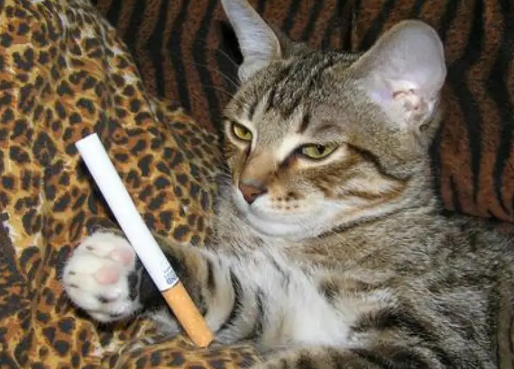 猫咪闻烟味没事吧