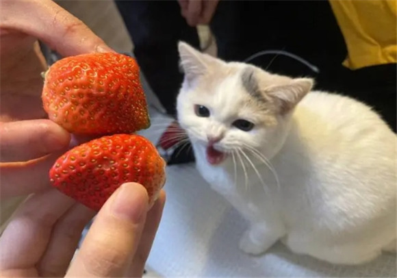 猫咪能吃草莓吗