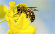 蜜蜂加什么可以美容