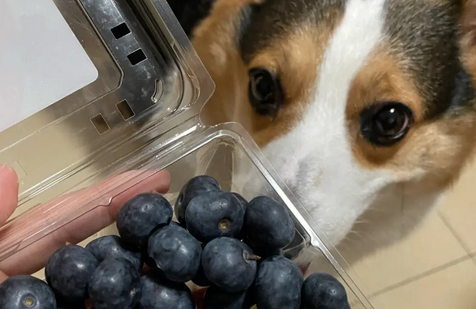 狗狗可以吃蓝莓吗 狗狗可以吃蓝莓吗