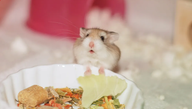 仓鼠的美食世界:它们能享受的人类食物有哪些 仓鼠的美食世界:它们能享受的人类食物有哪些