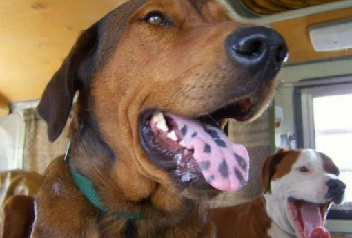 狗狗舌头上有黑斑是狗中之王