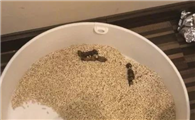 猫屎为什么那么臭