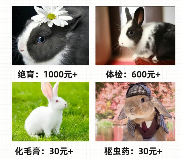 听说你想养兔子，你知道需要花多少钱吗？