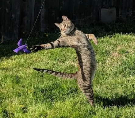 猫咪直立行走有害吗