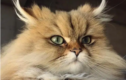 猫咪突然不吃不喝没精神只趴着
