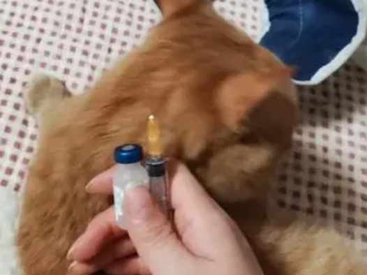猫咪要打几针疫苗 猫咪要打几针疫苗