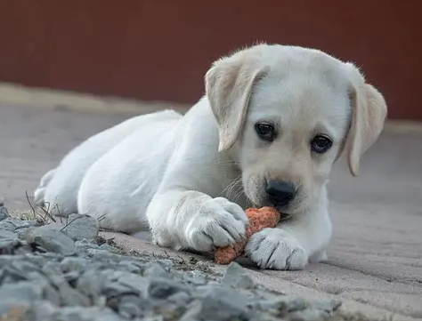 纯种拉布拉多犬特征是什么? 纯种拉布拉多犬特征是什么?