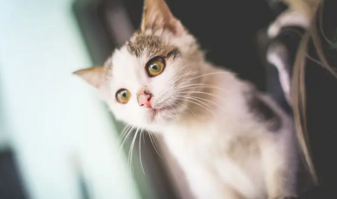 猫咪吐白色泡沫是什么原因