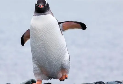 企鹅的翅膀有什么作用