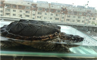 鳄鱼龟冬天养在水里吗