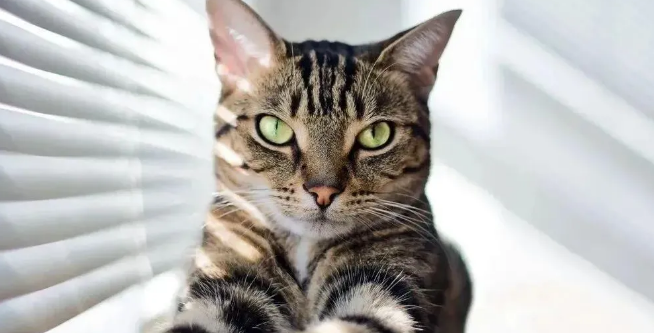 中华神猫“狸花猫”,为何弃养率这么高? 中华神猫“狸花猫”,为何弃养率这么高?