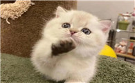 猫咪几个月断奶