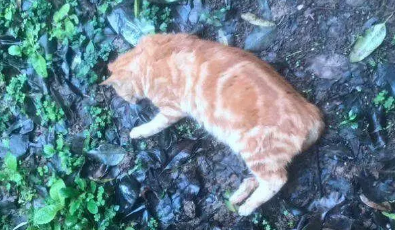 猫突然死亡是有灾 猫突然死亡是有灾