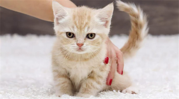 猫咪知道自己犯错的表现
