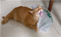 猫咪爱吃塑料袋怎么办？