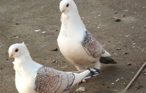 鸽子炖人参有什么功效 鸽子炖人参有什么功效