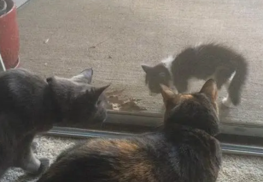 小猫主动求收养,不久后老猫去世,主人:老猫提前安排了接班人 小猫主动求收养,不久后老猫去世,主人:老猫提前安排了接班人