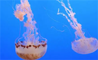海蜇和水母是同类吗