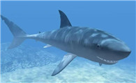 淡水观赏鲨鱼有几种