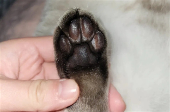 猫咪一定要剃脚毛吗 猫咪一定要剃脚毛吗