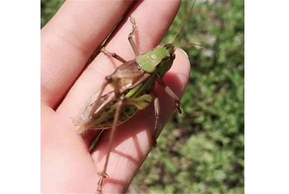 济南哪里有野生蝈蝈 济南哪里有野生蝈蝈