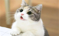 猫咪吐黄色液体是怎么回事