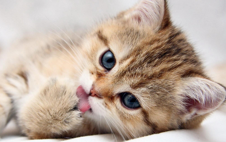 猫咪尿闭吃什么药效果好