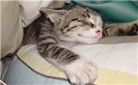 猫咪老是捣乱打也没用