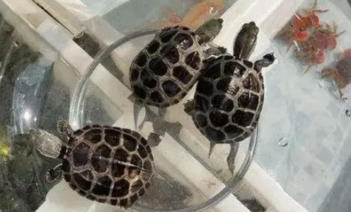 揭秘家里养乌龟的四大风水禁忌，避免邪门之事发生！