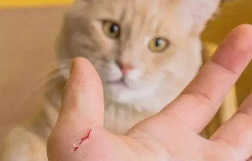 猫挠了一点皮没出血