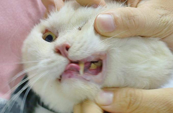 猫咪为什么要全口拔牙