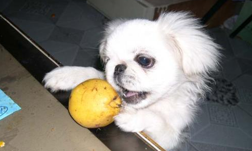 狗狗可以吃梨子不?