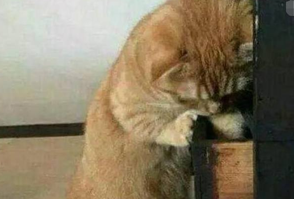 橘猫偷吃被逮着,惩罚方式让网友笑趴,橘猫:我不要面子的啊? 橘猫偷吃被逮着,惩罚方式让网友笑趴,橘猫:我不要面子的啊?