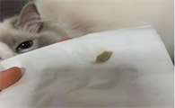 猫生产前粘稠液体图片