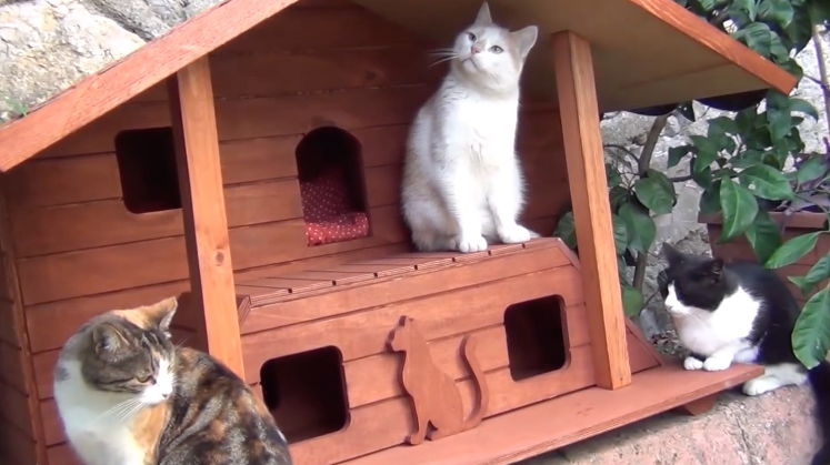 小猫咪的家，到底需要多大的地方？