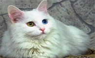 盘点中华田园猫的7个品种，第二个颜值最高