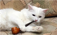 猫咪闻烟味会怎么样